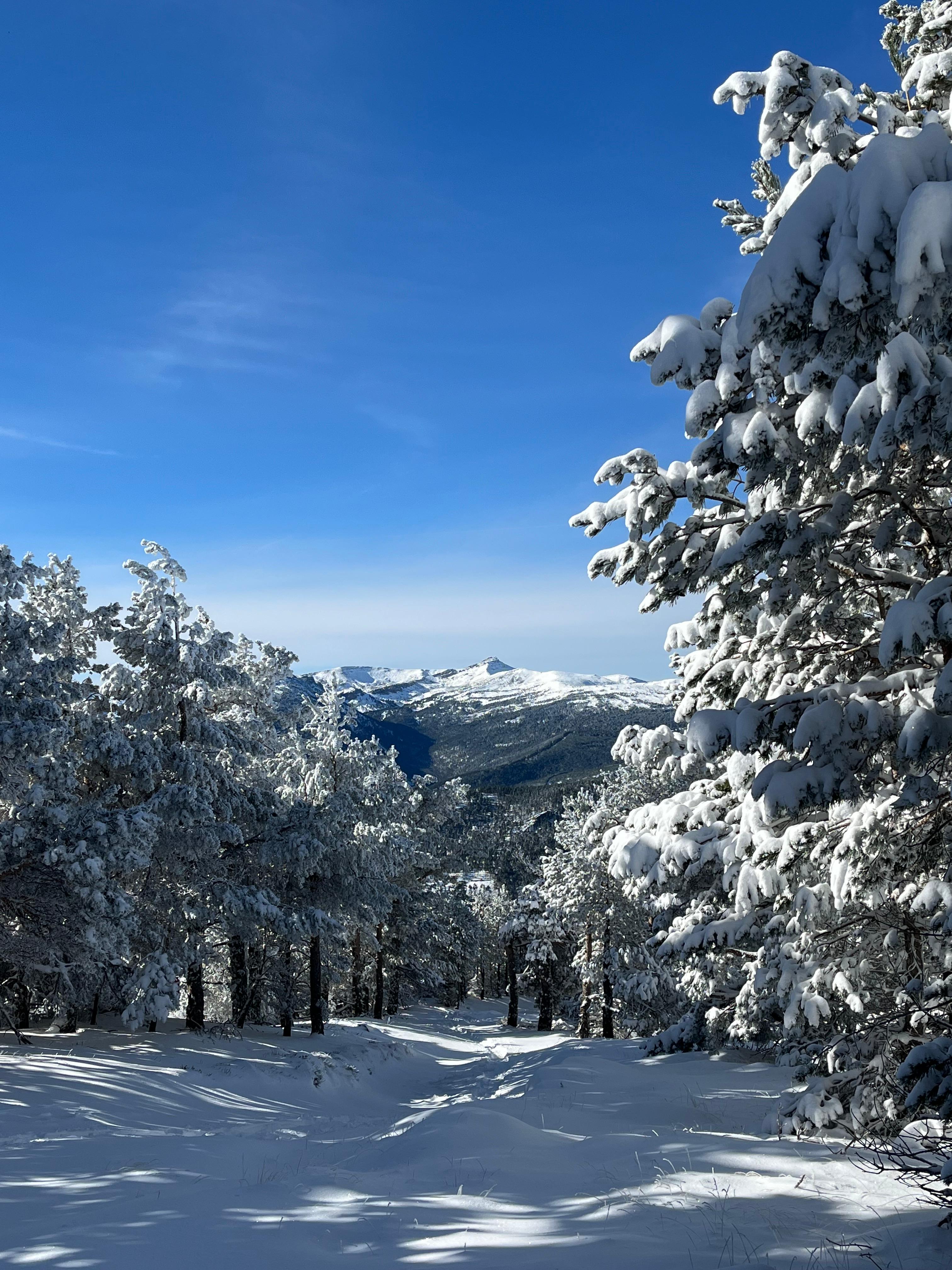 Nieve